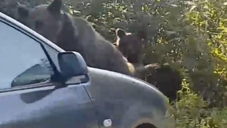 VIDEO Imagini groaznice de la munte. Un șofer teribilist a lovit intenționat cu mașina o ursoaică și puii ei. Atenție, imaginile care vă pot afecta emoțional