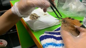 Testamentul Luanei, tânăra moartă la 27 de ani! ”Povestea ei a prins rădăcini” Ce și-a dorit fata care a decedat după un accident