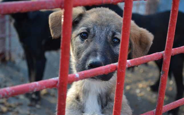 Se &icirc;nființează Poliția Animalelor!