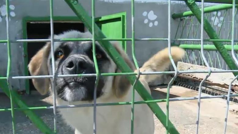 Se &icirc;nființează Poliția Animalelor!