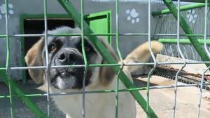 Se înființează Poliția Animalelor!