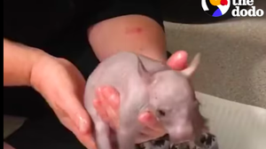 Pui de wombat