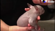 Pui de wombat