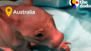 Pui de wombat