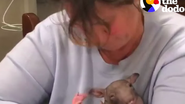Pui de wombat
