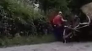Un bărbat și-a lovit cu bestialitate calul până când acesta a căzut răpus la pământ