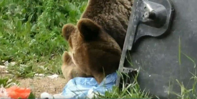 Un bărbat și-a văzut moartea cu ochii, după ce a fost atacat de un urs în Brașov
