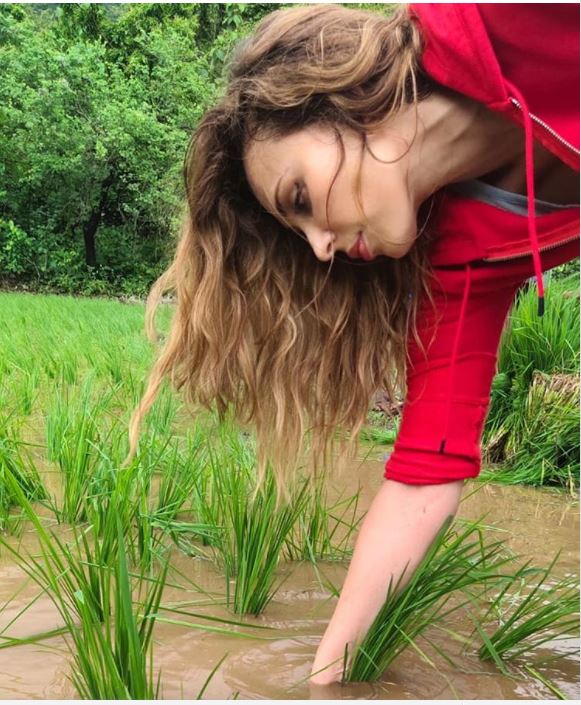 Iulia Vantur culege orez