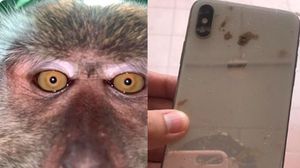 Pierdut telefon în pădure