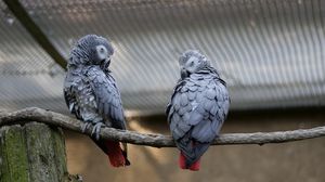 Papagali, trimiși în izolare într-un parc zoologic pentru că înjurau vizitatorii