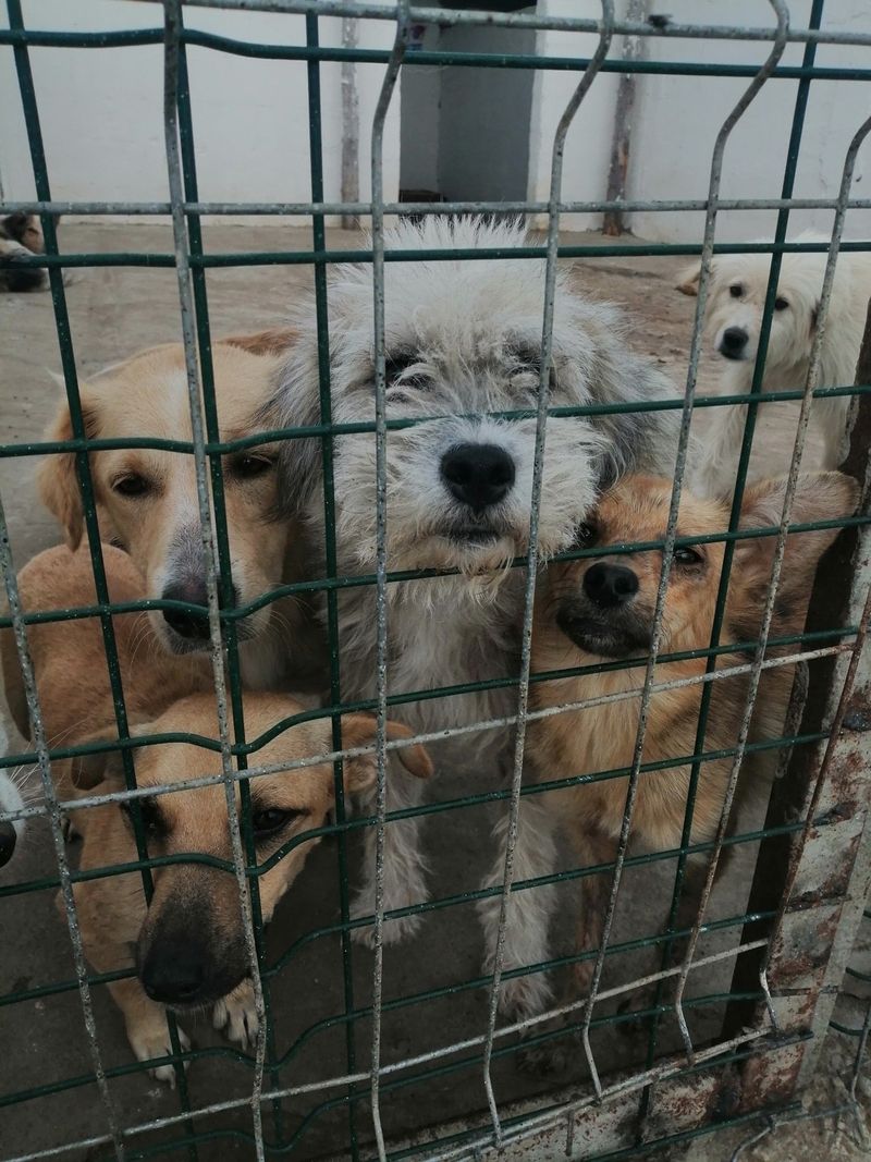 Cainii din adpostul Mariuta au nevoie de hrana caini adapost