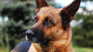 Povestea tristă a unui ciobănesc german, căruia i s-a făcut o injecție letală și a fost îngropat de stăpânii săi, chiar dacă era sănătos