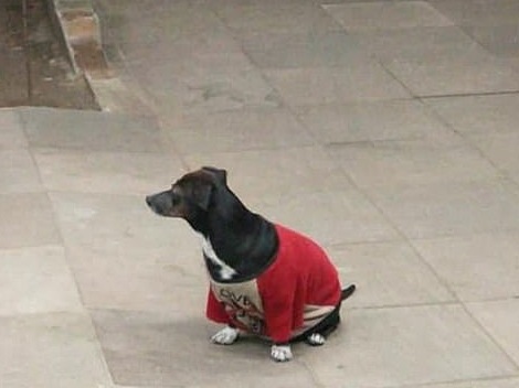 Gestul emoționant făcut de un c&acirc;ine pentru stăp&acirc;nul lui