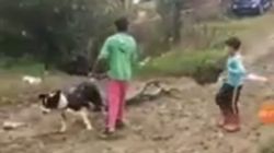 VIDEO. Trei minori au legat cu sfori doi câini, care erau bătuți să tragă niște lemne. Imaginile șocante au fost filmate chiar de tatăl copilului!