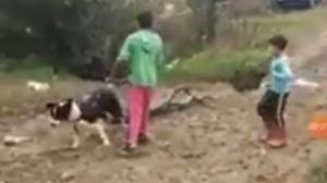 Trei minori au legat cu sfori doi câini, care erau bătuți să tragă niște lemne