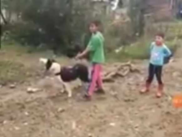 Trei minori au legat cu sfori doi câini, care erau bătuți să tragă niște lemne