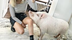 Vloggerița care împarte casa cu un porc de 80 de kg. Simone îl tratează ca pe propriul copil: ”Oamenii cred că suntem nebuni”