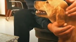 Loialitatea unui câine a întrecut orice limită