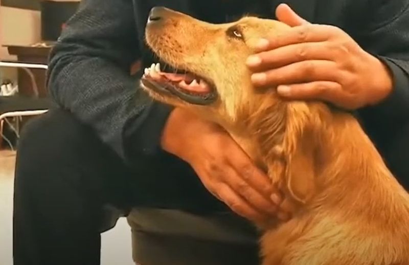 Loialitatea unui câine a întrecut orice limită