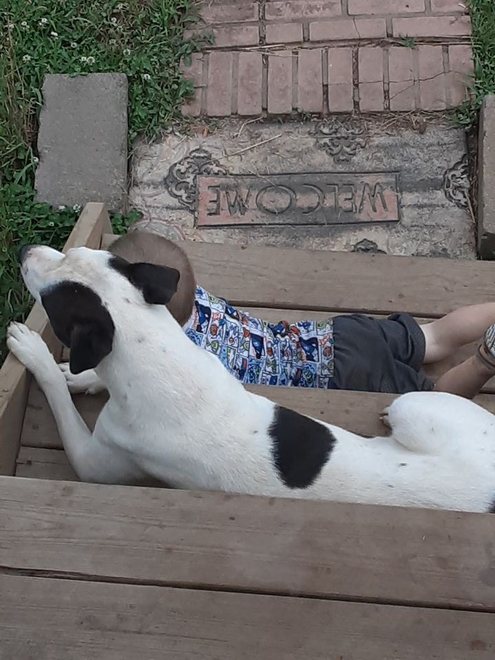 A împușcat câinele unui copil de trei ani