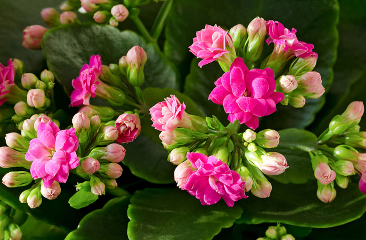 Kalanchoe