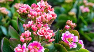 Kalanchoe