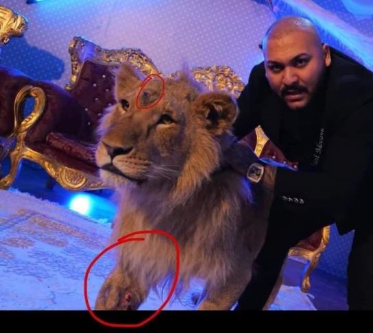 Leul din videoclipul lui Dani Mocanu