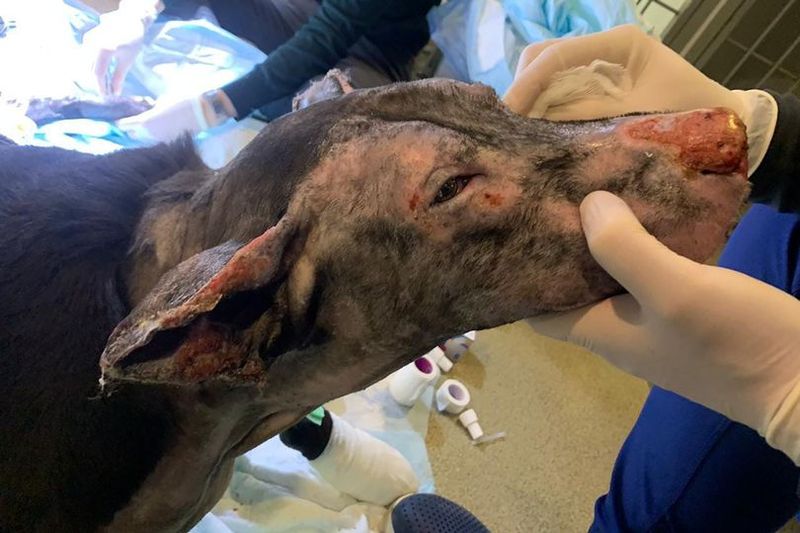 Cățelușa eroină care a salvat patru persoane dintr-un incendiu