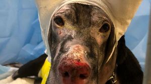 Cățelușa eroină care a salvat patru persoane dintr-un incendiu