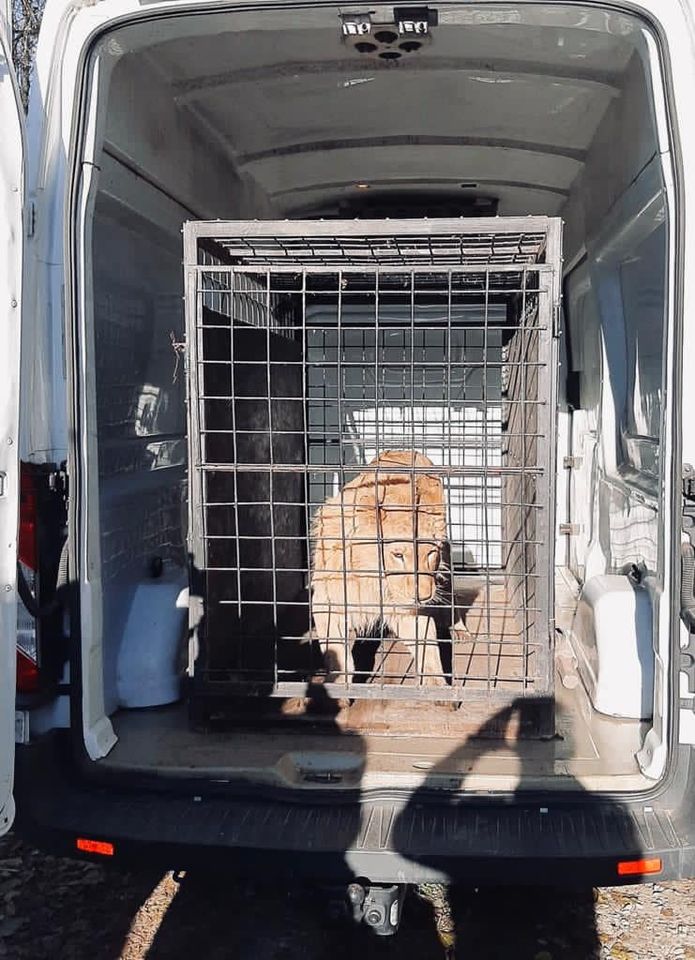 Leul rănit din videoclipul lui Dani Mocanu a fost confiscat de polițiști