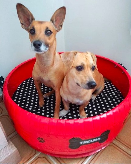 Gest inediat al unui t&acirc;năr