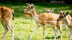 Tragedie șocantă la o partidă de vânătoare. Un bărbat a crezut că a împușcat o căprioară, dar de fapt și-a distrus viața