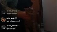 Un băiat și-a mutilat pisica în timpul unei transmisiuni în direct