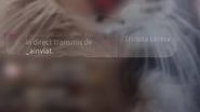 Un băiat și-a mutilat pisica în timpul unei transmisiuni în direc