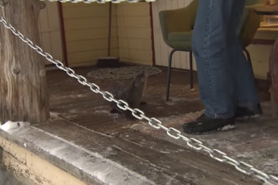 Vidra &icirc;l vizitează des pe bătr&acirc;n