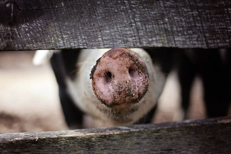 Maria, o afaceristă, a ajuns mâncare pentru porci
