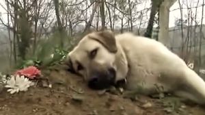 Câinele care merge în fiecare zi la mormântul stăpânului său
