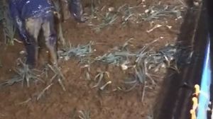 Români în marea britanie