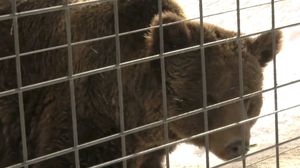 Duminica aceasta, de la ora 14:30, la ”Asta-i România!”     Povestea impresionantă a ursoaicei Ina; Captivă în “jungla umană”, tînjind după libertate, timp de 20 de ani