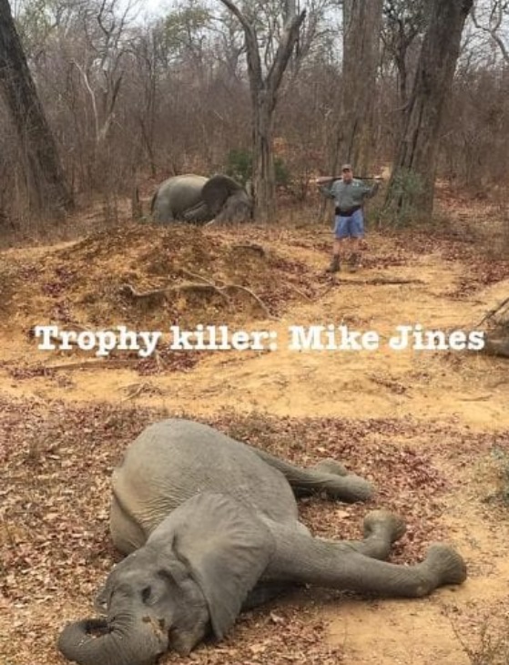 &Icirc;ți dau lacrimile! Au omor&acirc;t doi elefanți și i-au văzut ca pe un trofeu