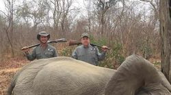 Îți dau lacrimile! Au omorât doi elefanți și i-au văzut ca pe un trofeu. Animalul s-a ghemuit ca un copil în timp ce era ucis