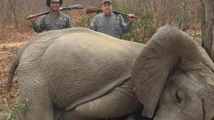 Îți dau lacrimile! Au omorât doi elefanți și i-au văzut ca pe un trofeu. Animalul s-a ghemuit ca un copil în timp ce era ucis