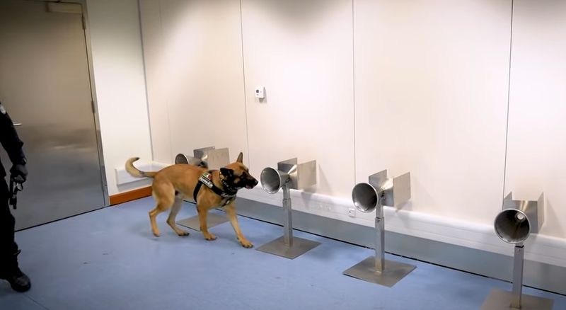 C&acirc;ini polițiști instruiți să adulmece coronavirusul