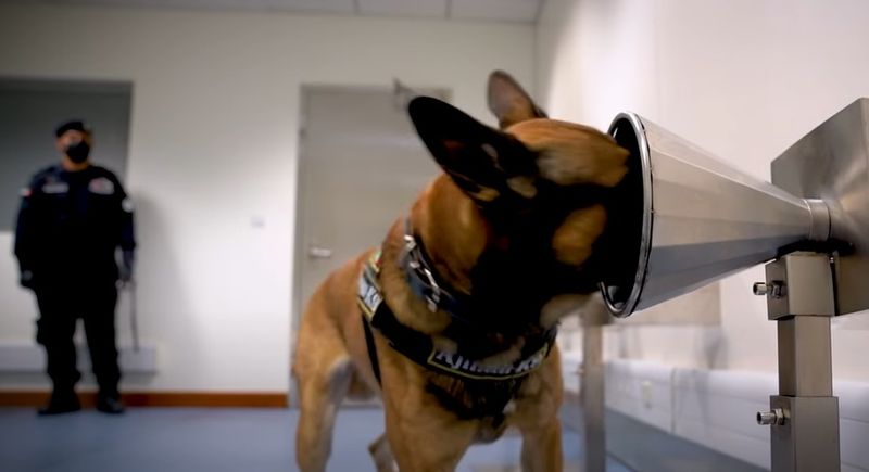 C&acirc;ini polițiști instruiți să adulmece coronavirusul