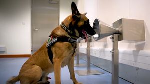 Câini polițiști instruiți să adulmece coronavirusul