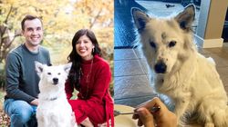Zib, un câine bolnav și fără păr, s-a transformat total atunci când a fost preluat de o familie iubitoare: ”A fost abandonat și tot ce și-a dorit a fost să fie iubit”