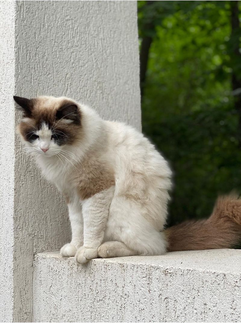 Motanul familiei Basescu este cautat in tot Izvoraniul Motanul familiei Basescu