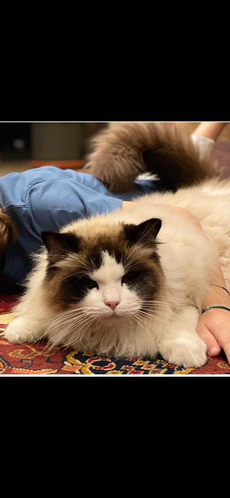 Motanul familiei Basescu se juca toata ziua cu fiul Ioanei Motanul familiei Basescu