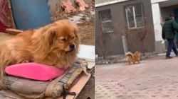 Cățelul loial care trăiește cu speranța că-și va revedea stăpânul, deși acesta este mort de cinci ani