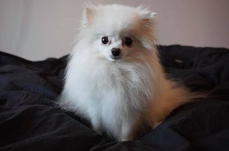 Cățelușul Lidiei Buble